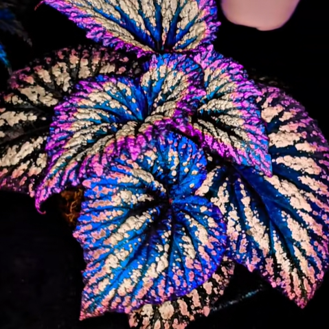 Starry Begonia 🎆 The Underrated Magic