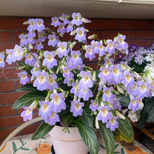 Primulina 💙 Velvet-leaf Flower seeds