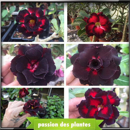 Desert Rose Mix Black-Rare Seeds