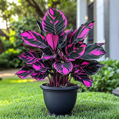 Midnight meteorite hosta Bulbs 🍃