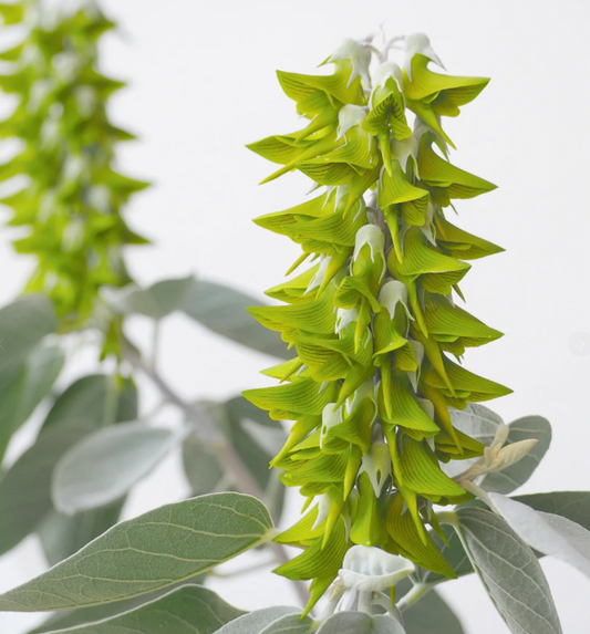 🐦 Green Birdflower - Crotalaria cunninghamii