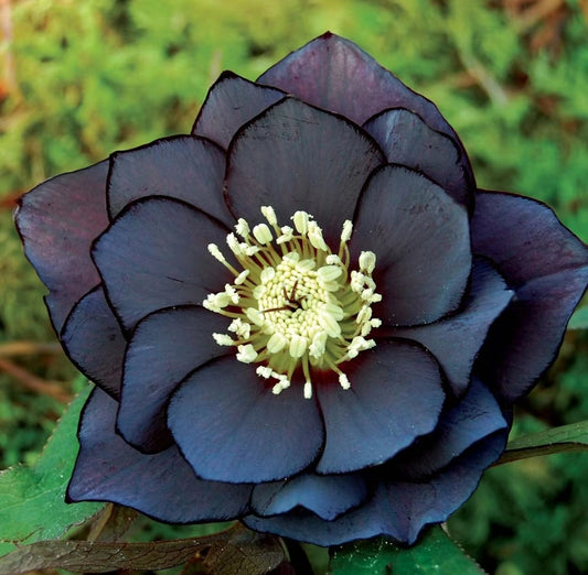 Christmas Rose-Black Hellebore