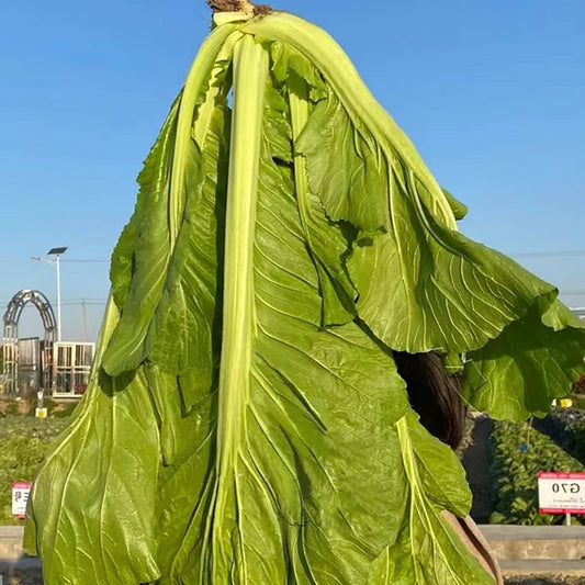 🥬LEAF MUSTARD SEEDS