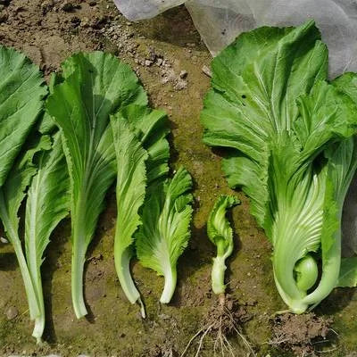 🥬LEAF MUSTARD SEEDS