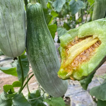 Yangjiaomi Sweet Melon Seeds