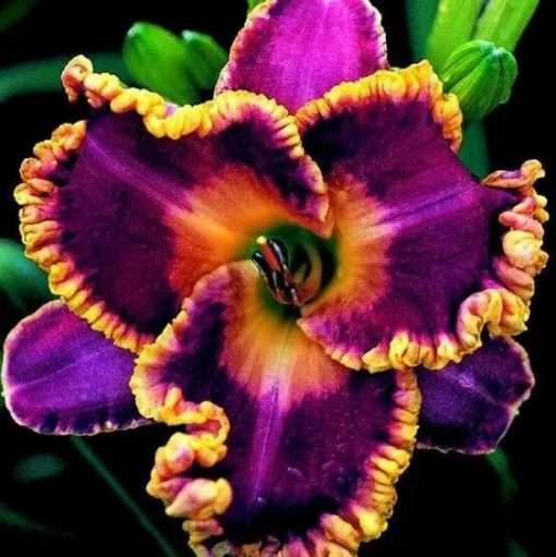 Daylily Hybrid Flowers Seed