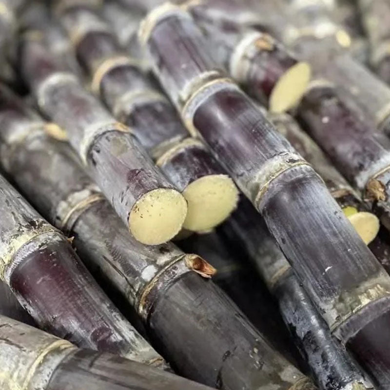 🌱 Grow Your Own Sugarcane – High Germination Seeds ✨ for Easy Home Gardens 🌿!