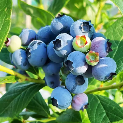 Sweet High BUSH Northern BLUEBERRY Heirloom NON-GMO USA SELLER!