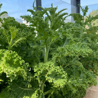 KALE SEEDS