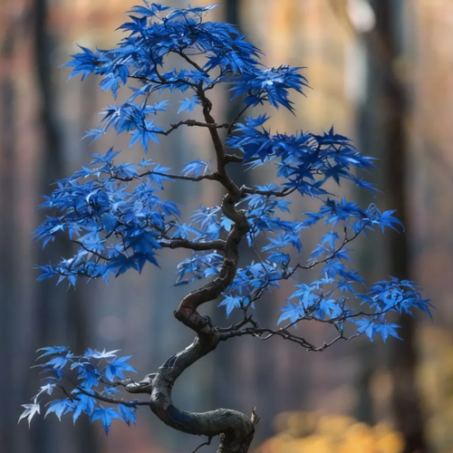 Sapphire Maple Tree Seeds – Grow Your Stunning Blue Foliage This Season!