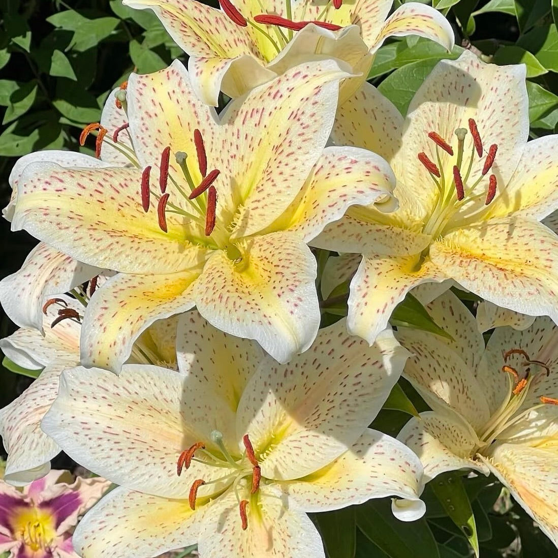 🌸Rare Lilies seeds