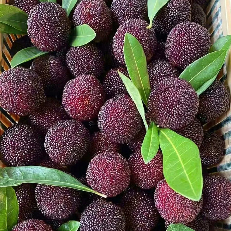 SEME DI MIRICA DOLCE