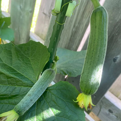 🥒MEAT LOFOAH SEEDS