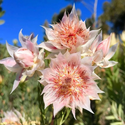 🎁 Blushing Bride / Serruria florida flower seeds