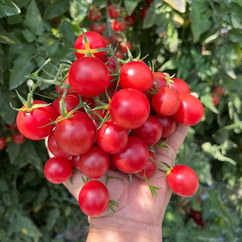 Small tomatoes with big personalities 🌈 Black • Gold • Blush varieties