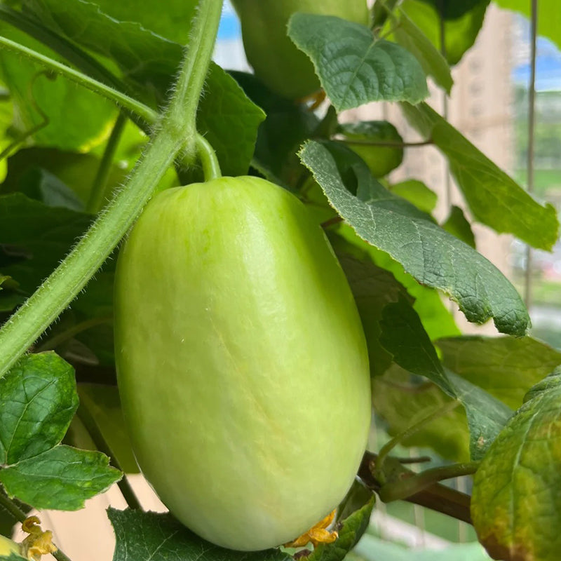 🌟 Jade Lady Cucumber Seeds🥒Refreshing, crisp and tender🍃the first choice for deliciousness!