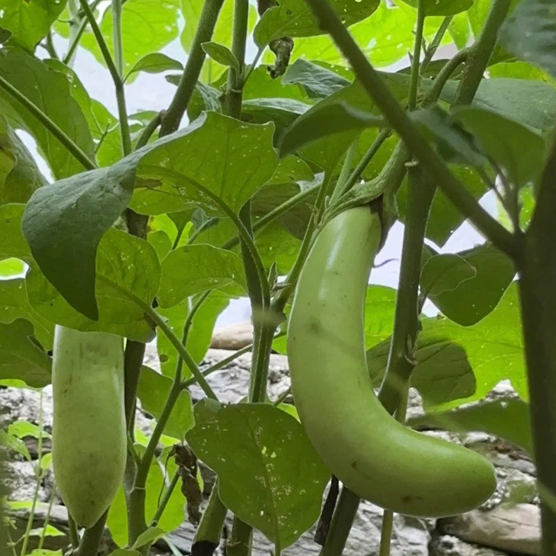 EGGPLANT SEEDS