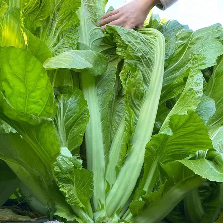 🥬LEAF MUSTARD SEEDS