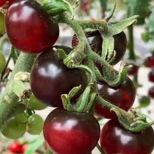 BLACK TOMATO SEEDS