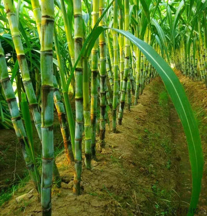 🌿🌱Winter Plantable – ✨High Germination Seeds (CP 72-2086) ✨ for Easy Home Gardens 🌿!