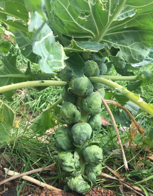 Brussels sprout seeds  Spore cabbage seeds