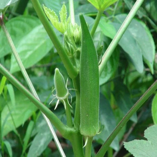 LADY FINGER SEEDS (OKRA SEEDS)