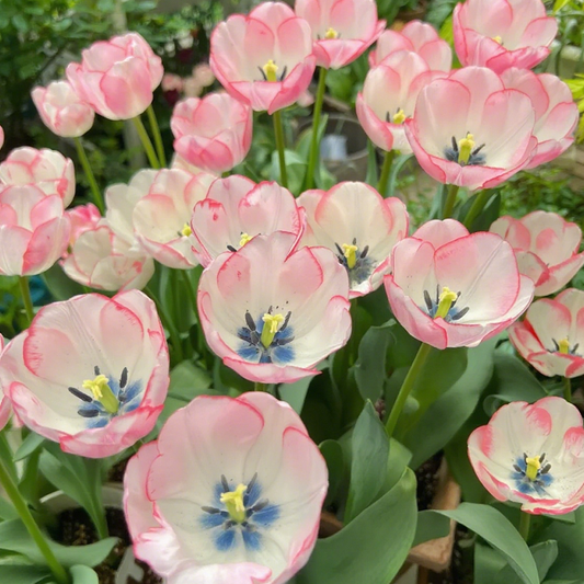 Tulip 'Shirley' - Bonsai
