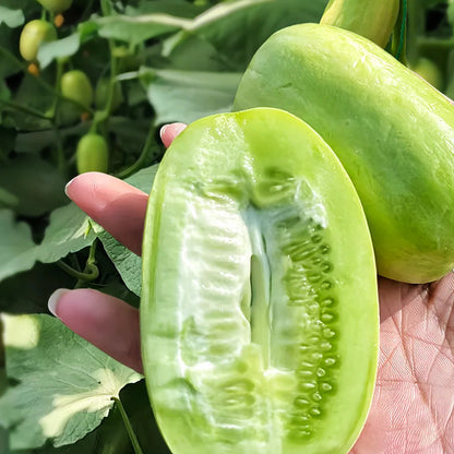 🌟 Jade Lady Cucumber Seeds🥒Refreshing, crisp and tender🍃the first choice for deliciousness!