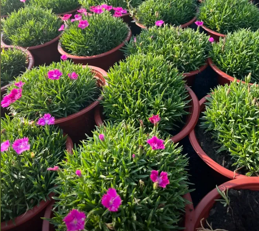 ⚡⏱️Big discount for a limited time—turf 🌿🌸Chinese Carnation