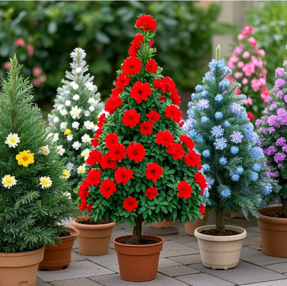 Christmas Tree Potted Seeds 🎄