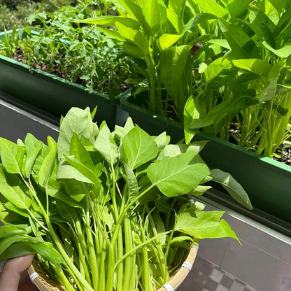 WILLOW-LEAF WATER SPINACH SEEDS