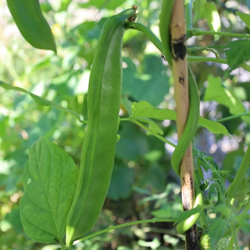 CANAVALIA ENSIFORMIS SEEDS