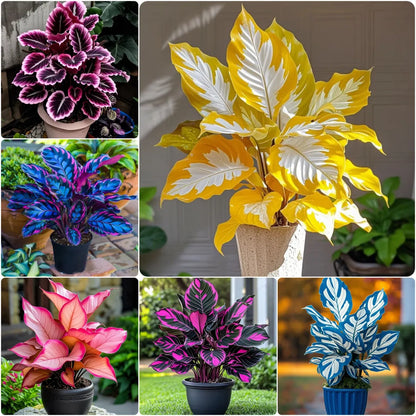 Midnight meteorite hosta Bulbs 🍃