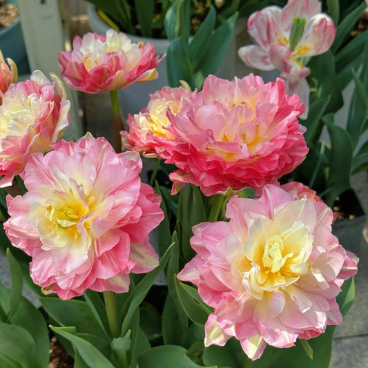 Double-Tulip Bulbs🌼