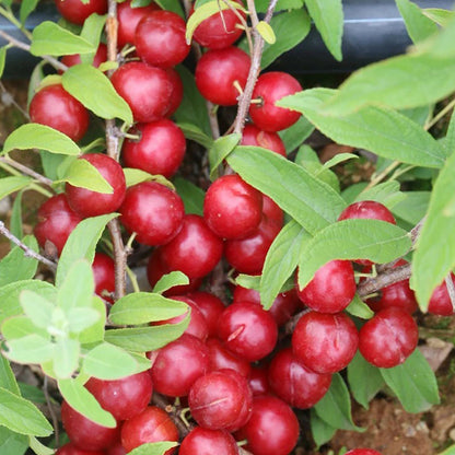 🍒DWARF CHERRY🌿PRUNUS HUMILIS SEEDS