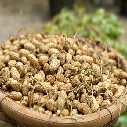 HIGH-YIELD & PREMIUM-QUALITY PEANUTS SEEDS