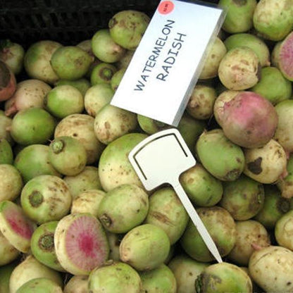 WATERMELON RADISH Beauty Heart Raphanus Sativus Pink White Vegetable Seeds