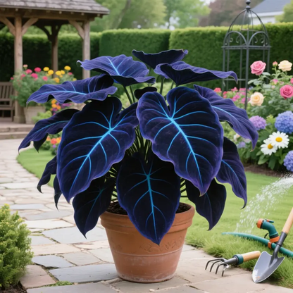💰Special Offer [50% OFF] 🌿Rare Hosta Seeds
