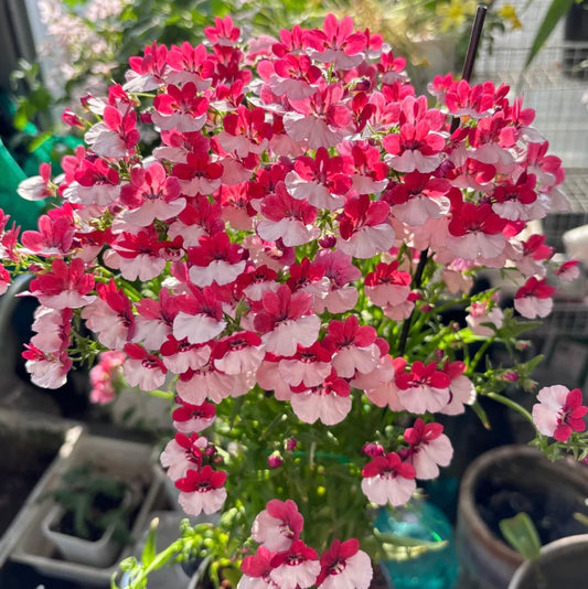 Nemesia strumosa🌺Flower Seeds