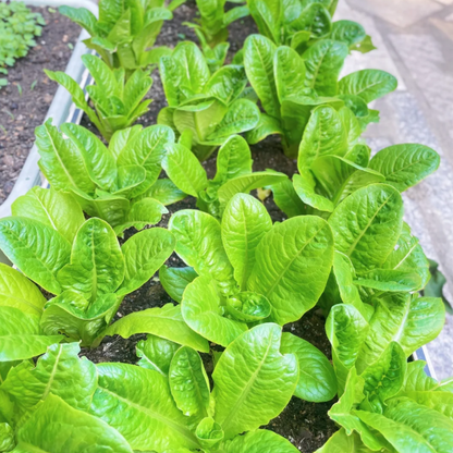 Peacock Cabbage seeds