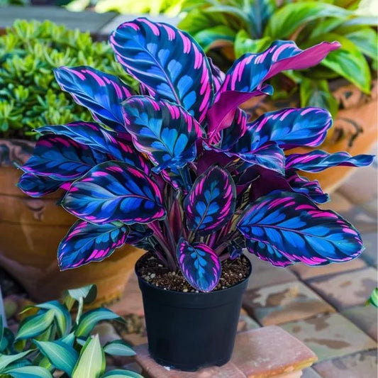 Midnight meteorite hosta Bulbs 🍃