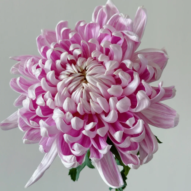 Large Double Chrysanthemum Seeds!