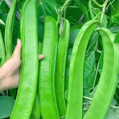 CANAVALIA ENSIFORMIS SEEDS