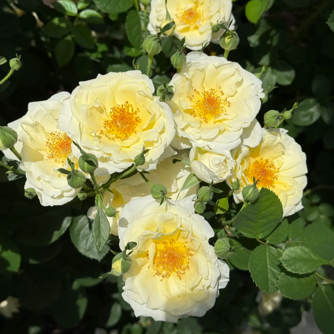 Cuteness overload! 🍳 The Fried Egg Rose seeds— the breakfast star of the flower world!