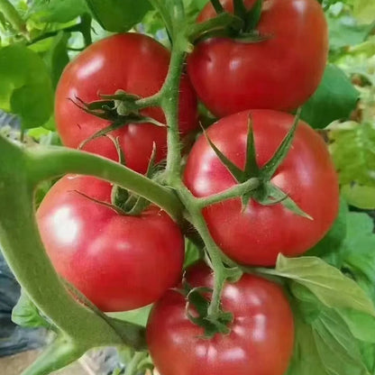 HEIRLOOM SANDY-FLESH TOMATO SEEDS🍅