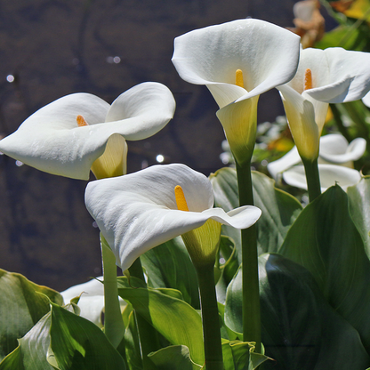 🌿 Easy-to-grow Calla Lily bulbs | Available in multiple colors and lasting bloom