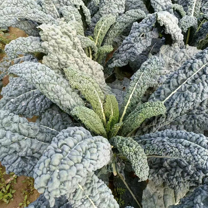 🌿FRIZZY-LEAF VEGETABLE SEEDS