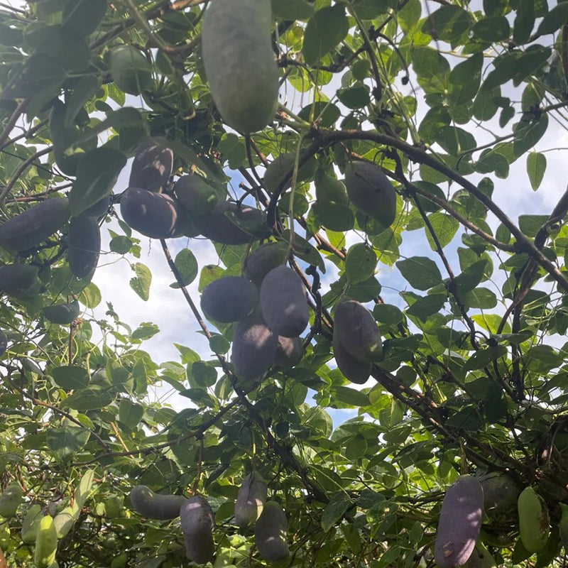 AKEBIA QUINATA SEEDS