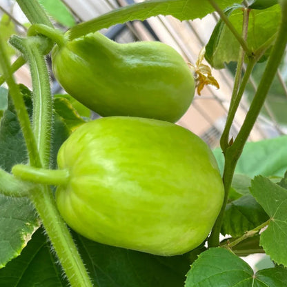 🌟 Jade Lady Cucumber Seeds🥒Refreshing, crisp and tender🍃the first choice for deliciousness!
