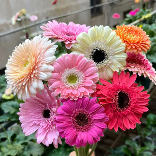 GERBERA FLOWER SEEDS 🌺